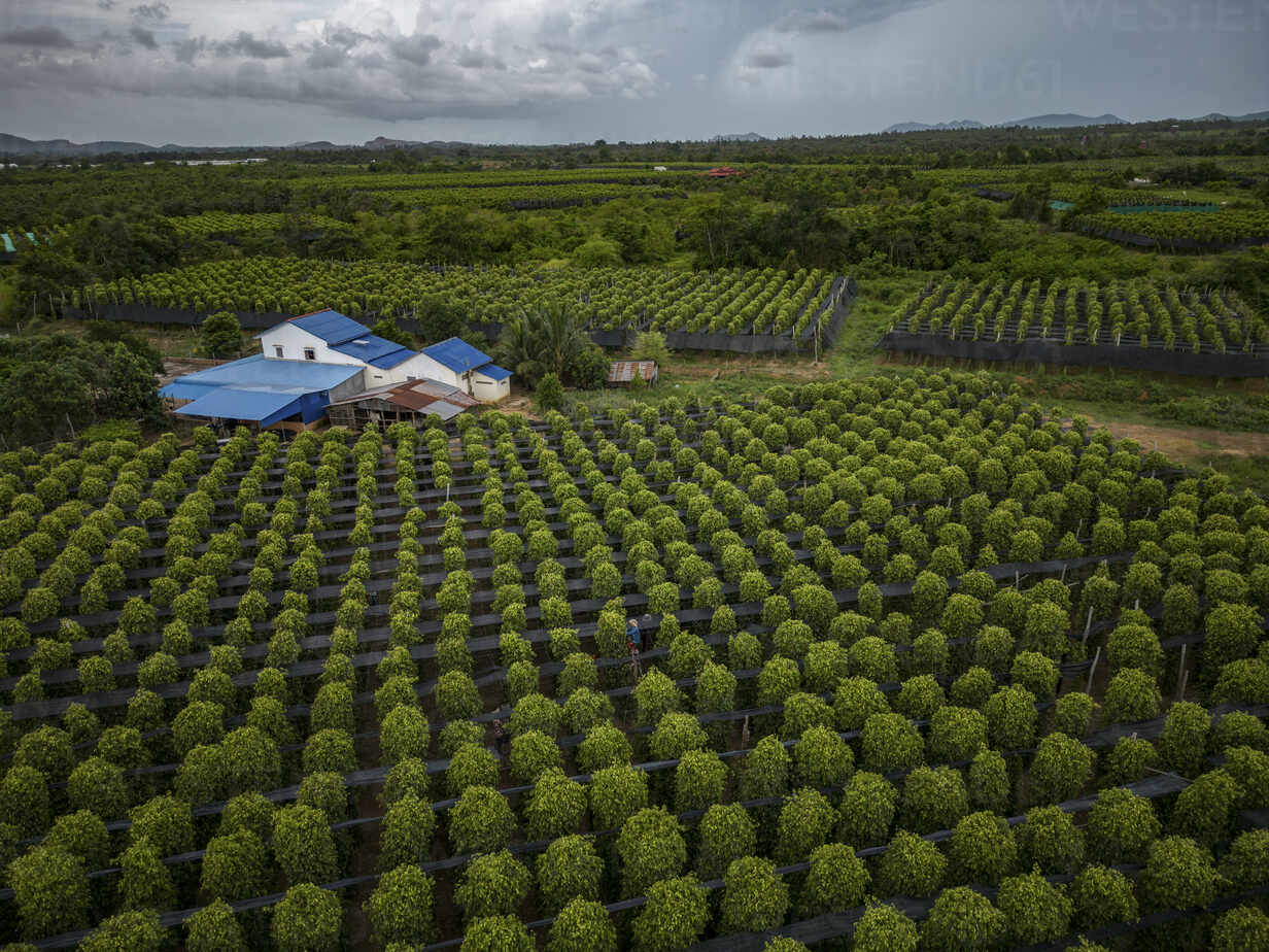 Raw green and black peppercorns in bulk bags